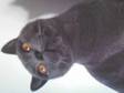 Blue British Shorthair Available For Stud. STUD ONLY -....
