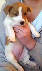 Adorable Jack Russell Puppy For Sale
