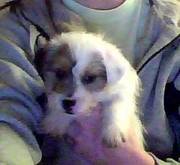 Fluffy Jack Russell Puppy For Sale