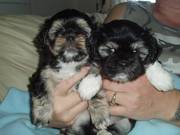 Stunning Lhasa Apso Puppies for sale - only 2 left