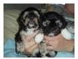 Stunning Lhasa Apso Puppies for sale - only 2 left.....