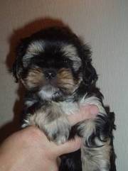 Stunning Lhasa Apso Puppies only 1 boy left - READY NOW