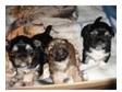 Lhasa Apso Puppies for Sale. Beautiful puppies Mum full....