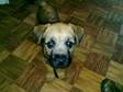14 week old border terrier pup for sale. rambo is a....