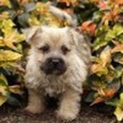 lovely Cairn Terrier puppies for sale