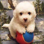 very playful bichon frise puppies for sale