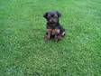 yorkshire terrier puppies for sale, . yorkshire terrier....
