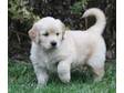 GOLDEN RETRIEVER Pups Exceptional High Quality puppies....