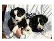 Adorable Border Collie Puppies. Adorable Pedigree Border....