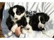 Adorable Border Collie Puppies