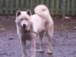 Japanese Akita 1 Years Old,  All White,  Microchipped, ....
