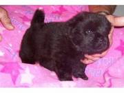 Chow Chow Puppies for sale