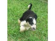 Portuguese Water Dog Puppies for sale