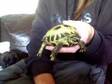 Baby Russian Tortoises For Sale!. Baby russian tortoises....