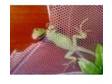 baby green iguana. hi i am selling my green iguana hes....